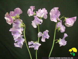 Lathyrus odoratus Glace.JPG